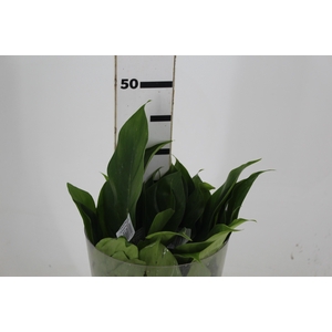 FOLHAGEM PHILODENDRON BETTE WATERBURY 030 CM