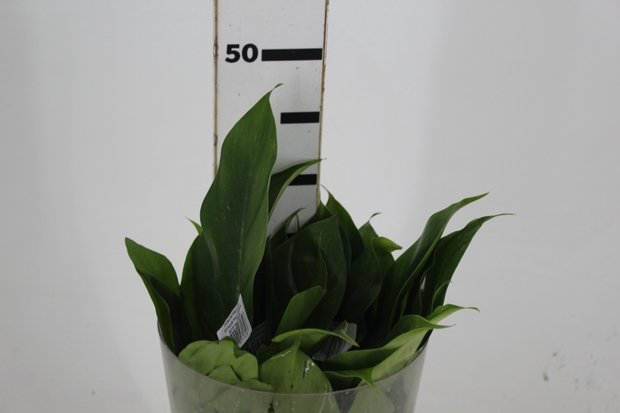 FOLHAGEM PHILODENDRON BETTE WATERBURY 030 CM