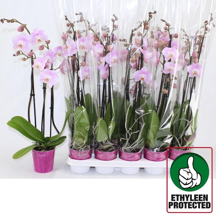 <h4>PHAL AN STAVANGER</h4>