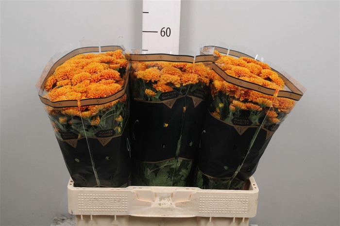 <h4>Chr S Ellison Orange</h4>