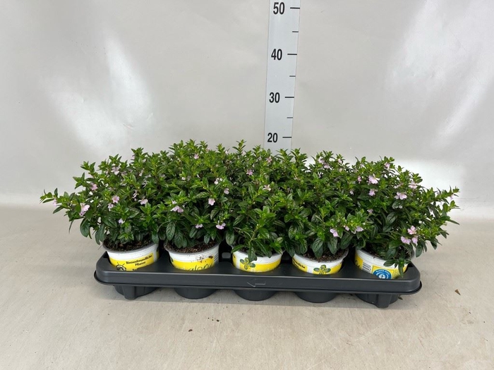 <h4>Cuphea hyssopifolia 'Floriglory'</h4>