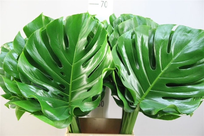 <h4>Monstera 35</h4>