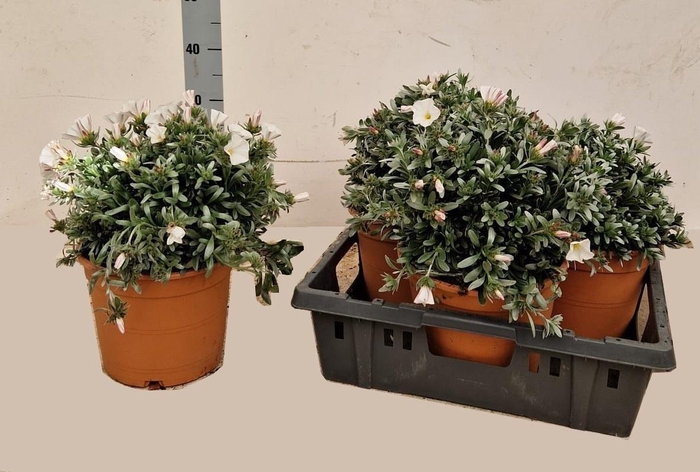 <h4>CONVO CNEORUM</h4>