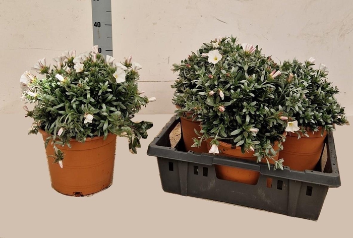 <h4>CONVO CNEORUM</h4>