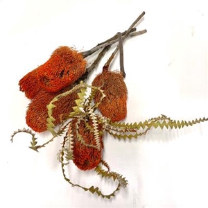 DROOG BANKSIA SPECIO