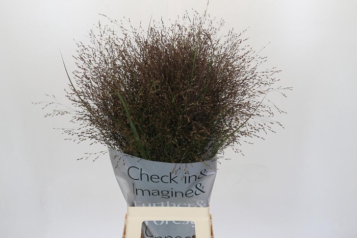 Panicum Virgatum Warrior