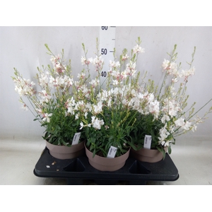 Gaura lindheimeri 'Gaudi Rose'