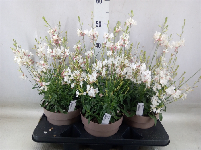 <h4>Gaura lindheimeri 'Gaudi Rose'</h4>