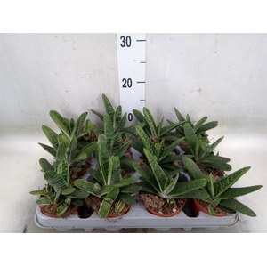Gasteria  'Little Warty'