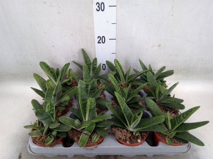 <h4>Gasteria  'Little Warty'</h4>