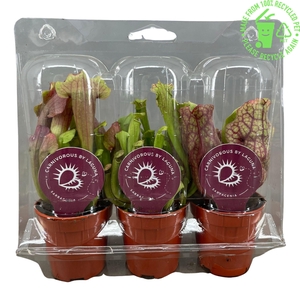 Sarracenia mix 5,5 cm, 3 stuks in transparante blister