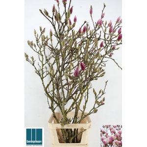 MAGNOLIA GRANDIFLORA