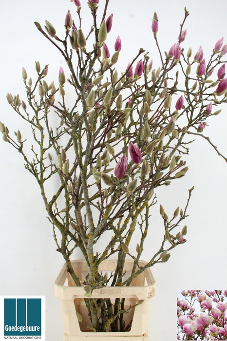 <h4>MAGNOLIA GRANDIFLORA</h4>