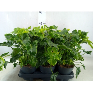 Philodendron   ...