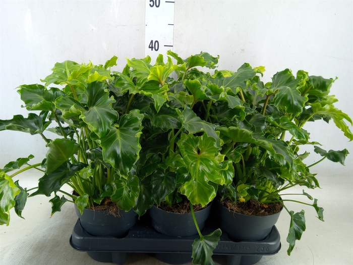 <h4>Philodendron   ...</h4>