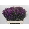Aster Baby Pink