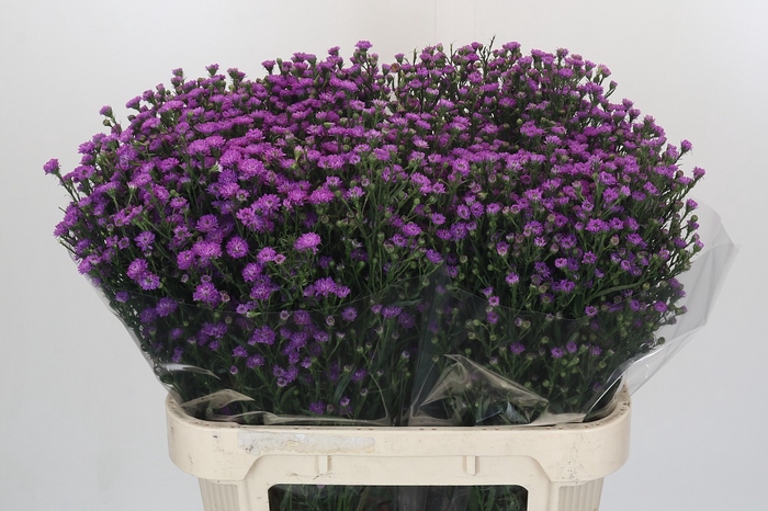 <h4>Aster Baby Pink</h4>
