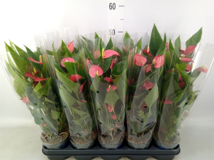 <h4>Anthurium andr. 'Mill Flowers Red'</h4>