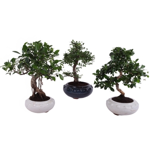 Bonsai (Indoor) Gemengd Keramiek