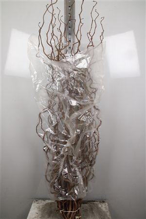 <h4>Coryl Av Contorta</h4>