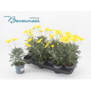 EURYOPS SILVER STAR