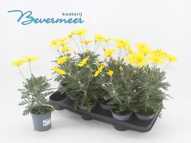 <h4>EURYOPS SILVER STAR</h4>