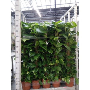 Epipremnum pinn.   ...moss stick