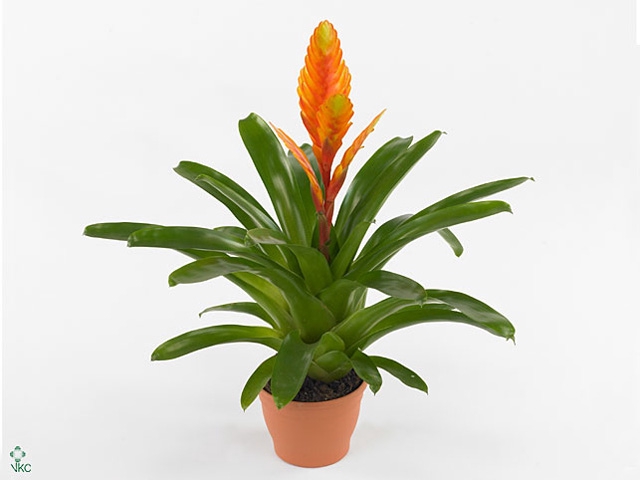 Vriesea  'Energy'