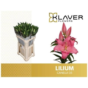 Li Or Canelli 3+ Klaver Lily