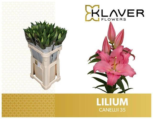 <h4>Li Or Canelli 3+ Klaver Lily</h4>