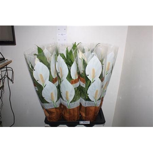 Spath Sweet Chico 5+