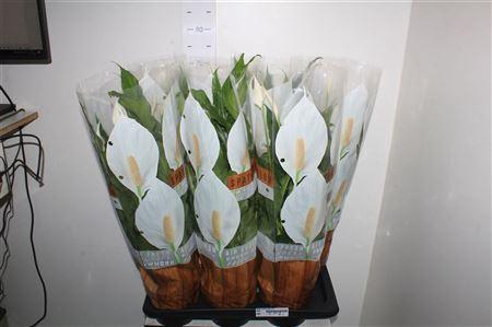 <h4>Spath Sweet Chico 5+</h4>