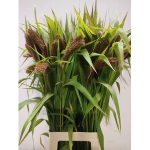 Setaria Italica Nooren