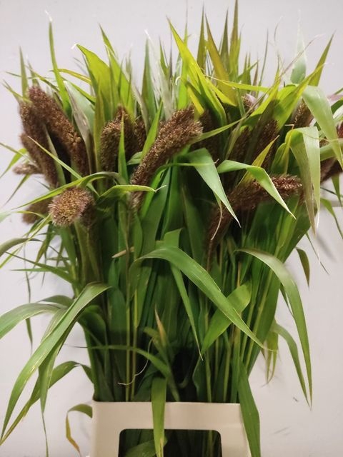 <h4>Setaria Italica Nooren</h4>
