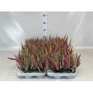 Calluna vulg. 'Beauty L Milk'  ..mx