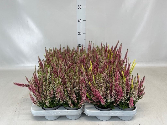 <h4>Calluna vulg. 'Beauty L Milk'  ..mx</h4>