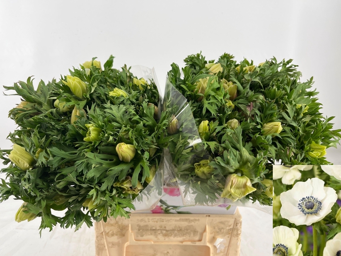 <h4>ANEM CO MAR PANDA</h4>