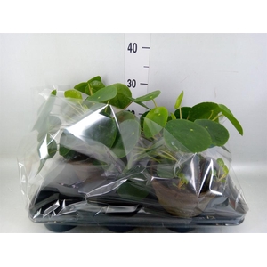 Pilea peperomioides