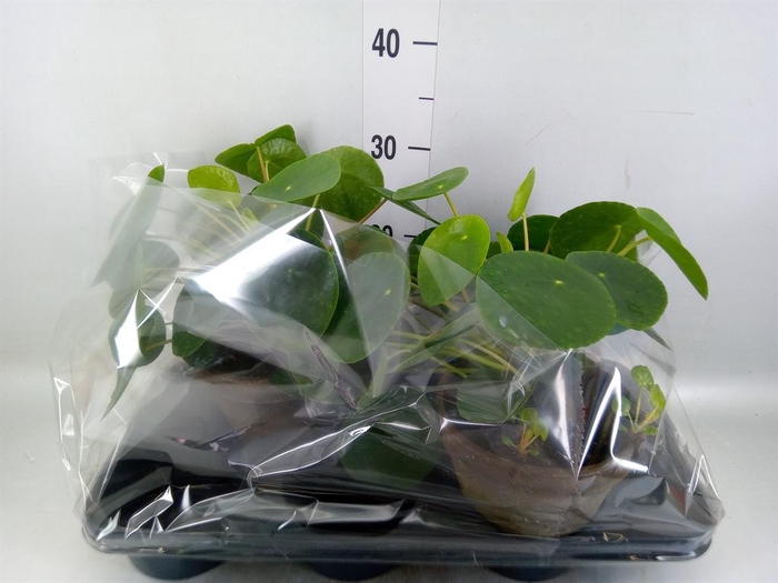 <h4>Pilea peperomioides</h4>