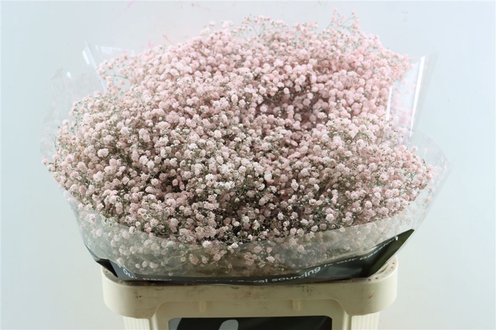 <h4>Gyps Grof Soft Pink (dip)</h4>