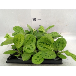 Maranta leuc.   ...