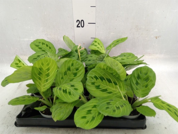 <h4>Maranta leuc.   ...</h4>