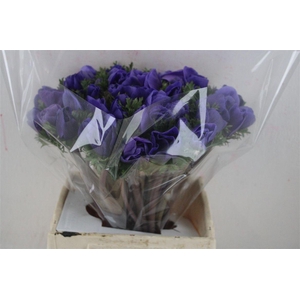 Anem Mistral Super Blue