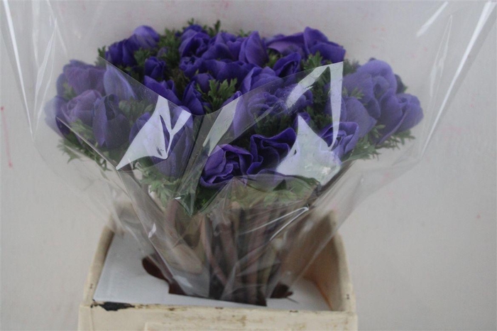 <h4>Anem Mistral Super Blue</h4>