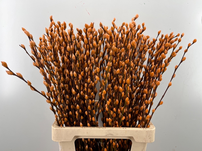 <h4>SALIX OV KLB H%</h4>