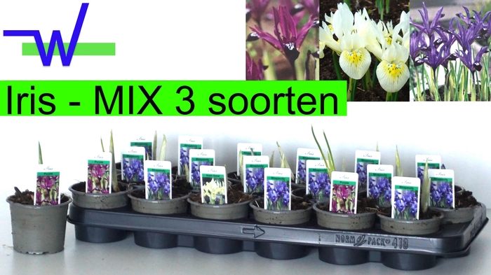 <h4>IRIS RET GEM 3 KL</h4>