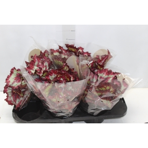 BEGONIA REX TIE DYE P15