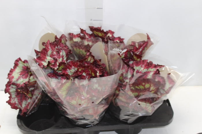 <h4>BEGONIA REX TIE DYE P15</h4>