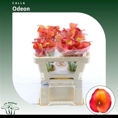 <h4>Zant Capt Odeon</h4>