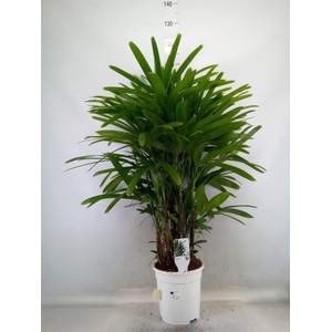 Rhapis excelsa